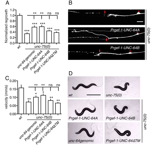 Figures and data in CELF RNA binding proteins promote axon regeneration ...