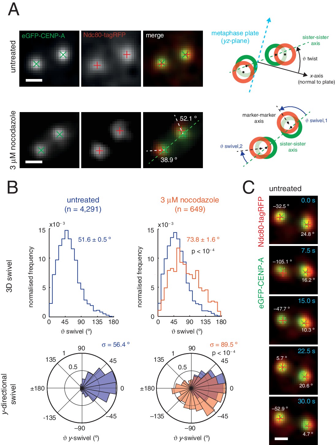 Human kinetochores are swivel joints that mediate microtubule ... Biology Diagrams
