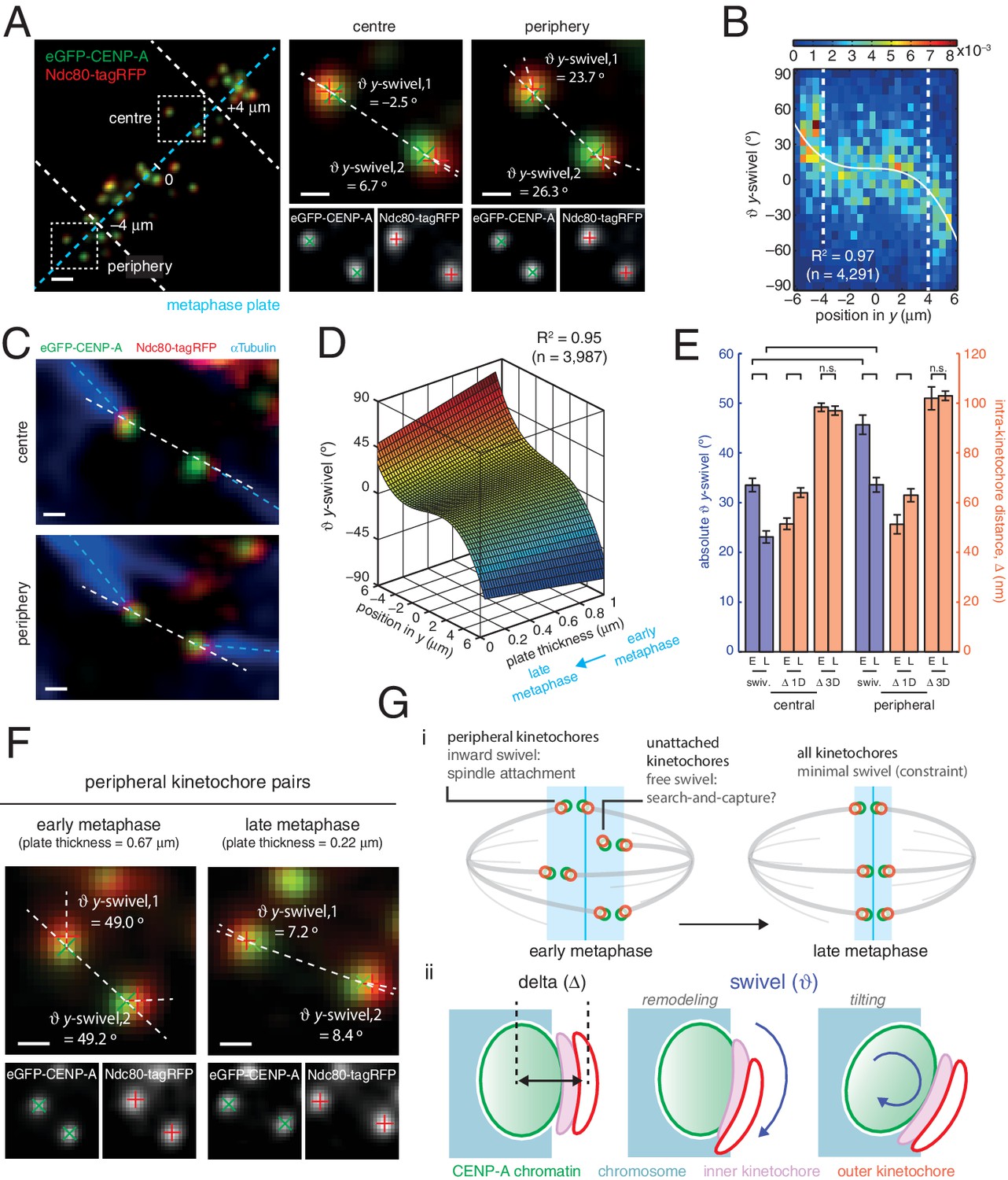 Human kinetochores are swivel joints that mediate microtubule ... Biology Diagrams