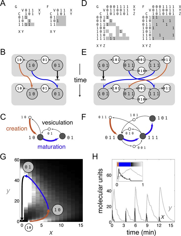 Stacking The Odds For Golgi Cisternal Maturation Elife