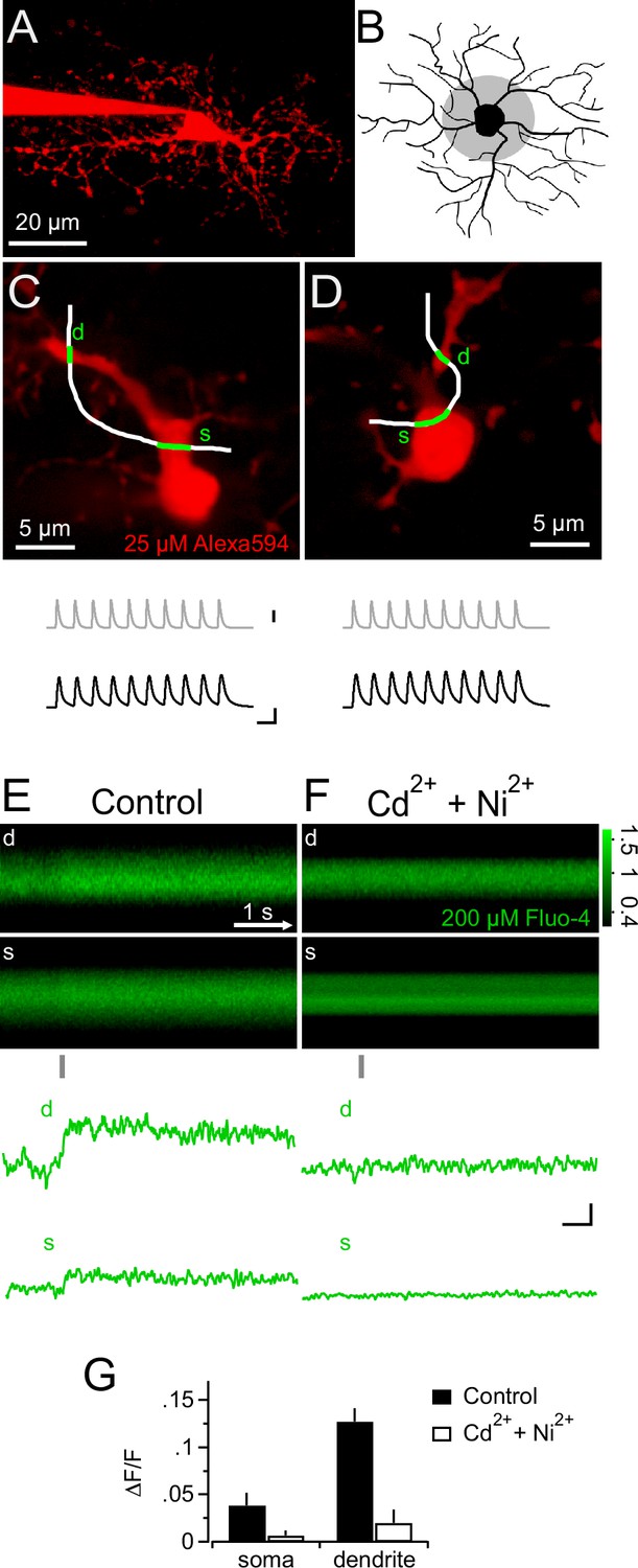 Figures And Data In NG2 Glial Cells Integrate Synaptic Input In Global ...