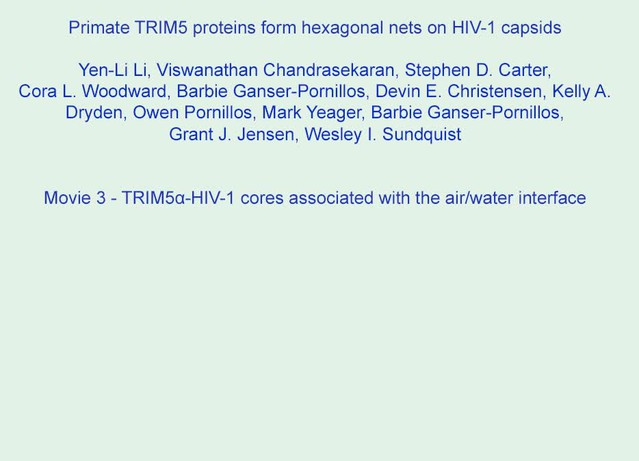 639px x 461px - Primate TRIM5 proteins form hexagonal nets on HIV-1 capsids | eLife