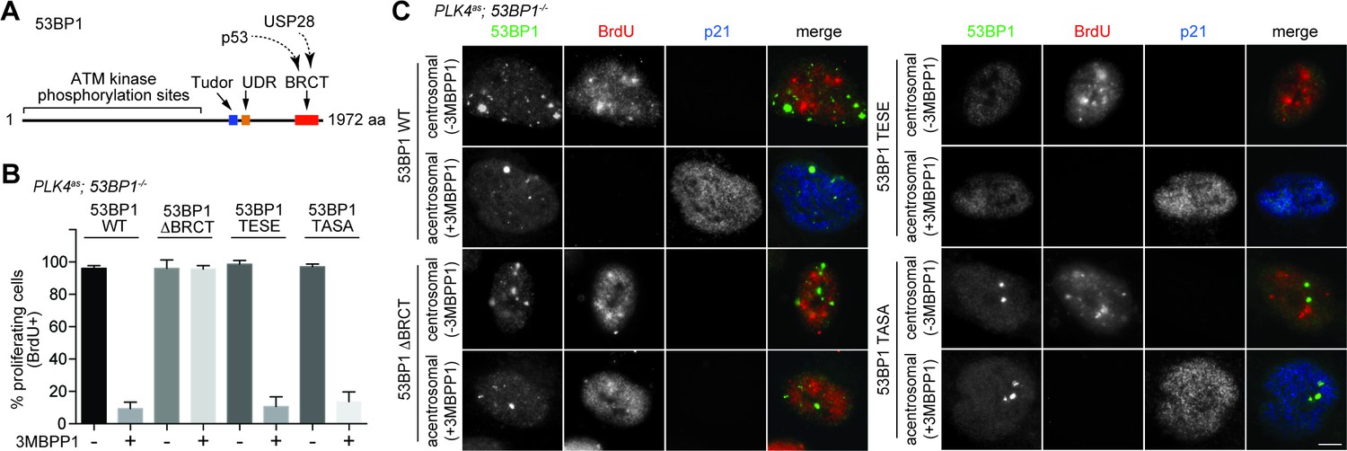 Figures And Data In 53BP1 And USP28 Mediate P53-dependent Cell Cycle ...