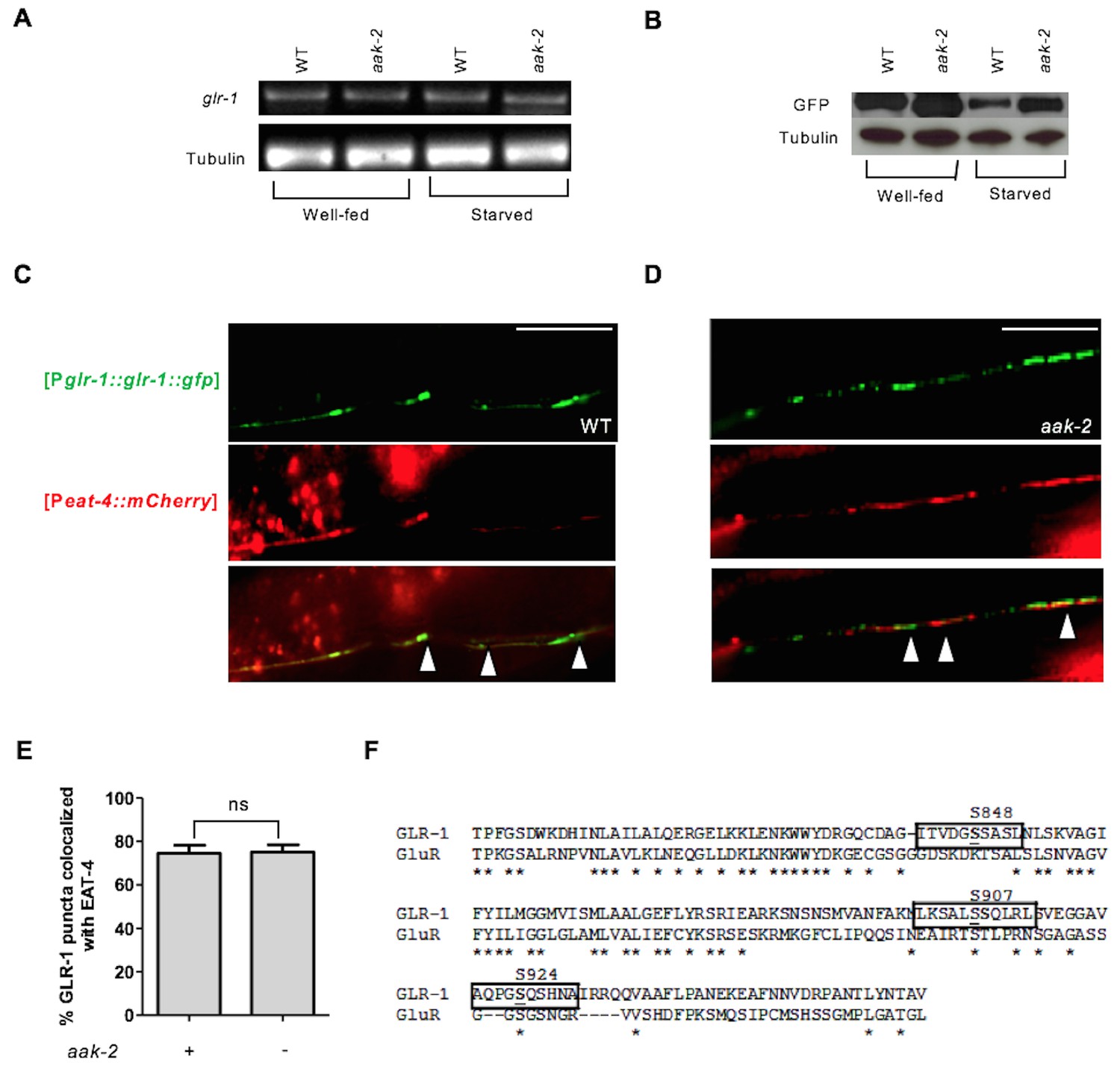 Figures and data in AMPK acts as a molecular trigger to coordinate ...