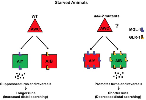 AMPK acts as a molecular trigger to coordinate glutamatergic signals ...