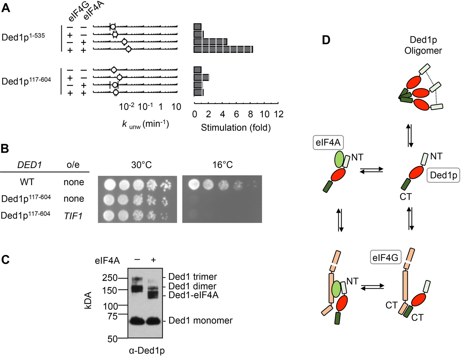 Coupling between the DEAD-box RNA helicases Ded1p and eIF4A | eLife