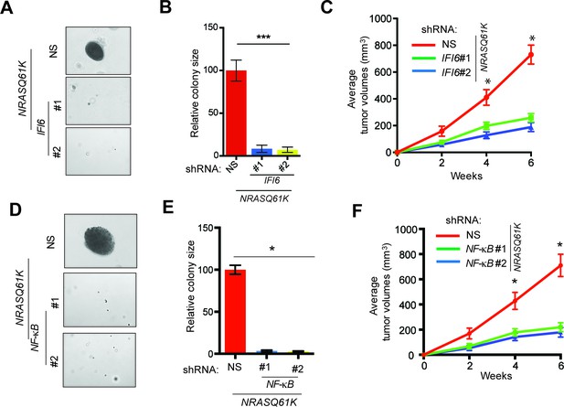 Interferon alpha-inducible protein 6 regulates NRASQ61K-induced ...