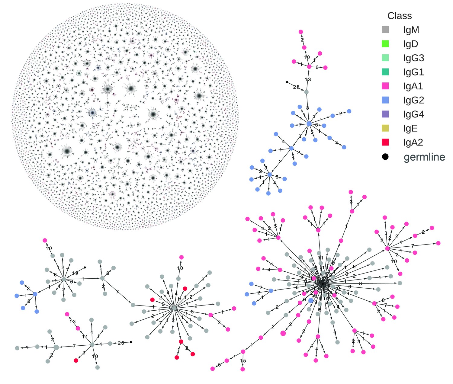 Lineage Tracing Of Human B Cells Reveals The In Vivo Landscape Of Human ...