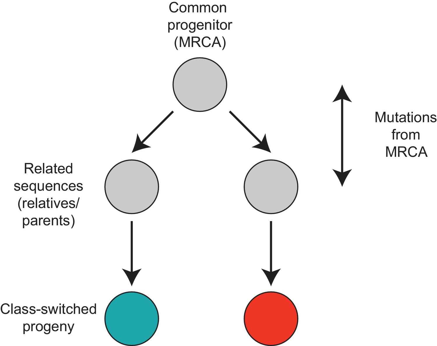 Figures And Data In Lineage Tracing Of Human B Cells Reveals The In ...