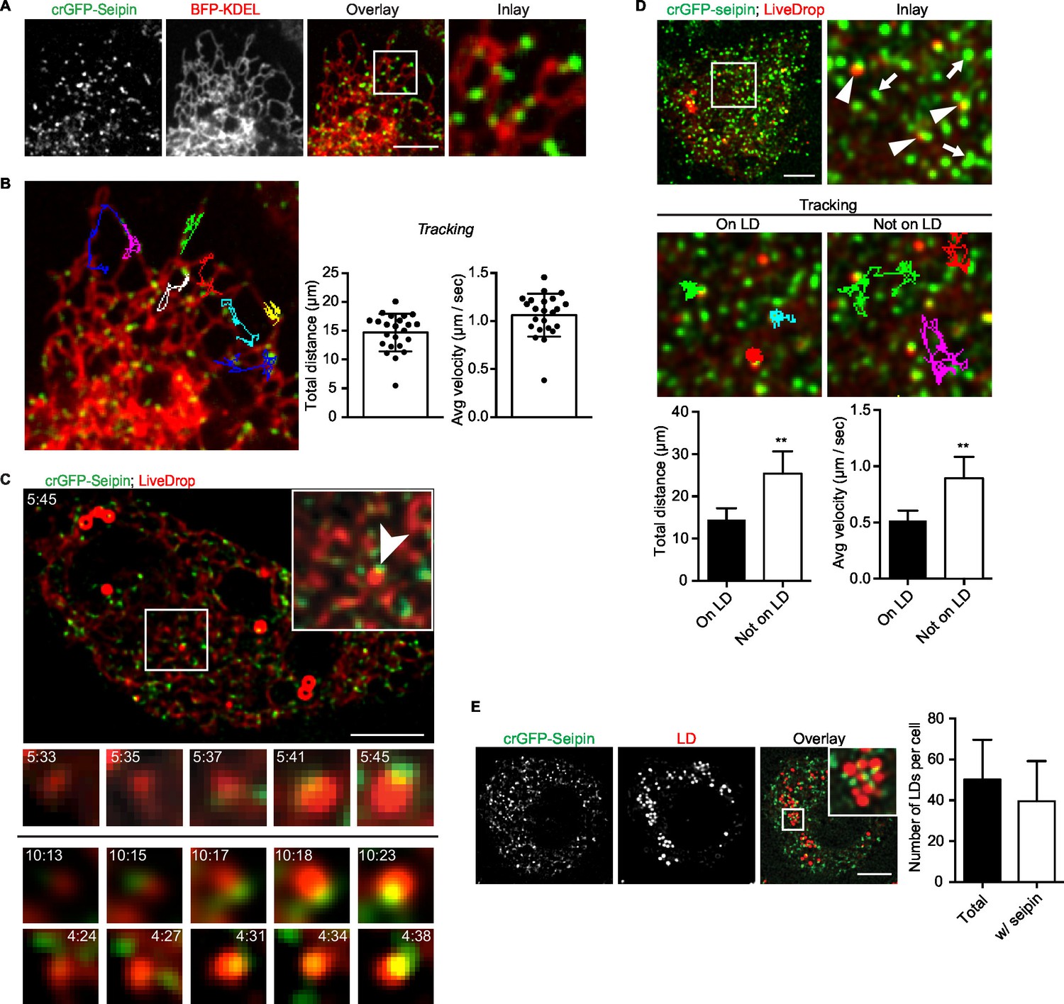 Figures and data in Seipin is required for converting nascent to mature ...