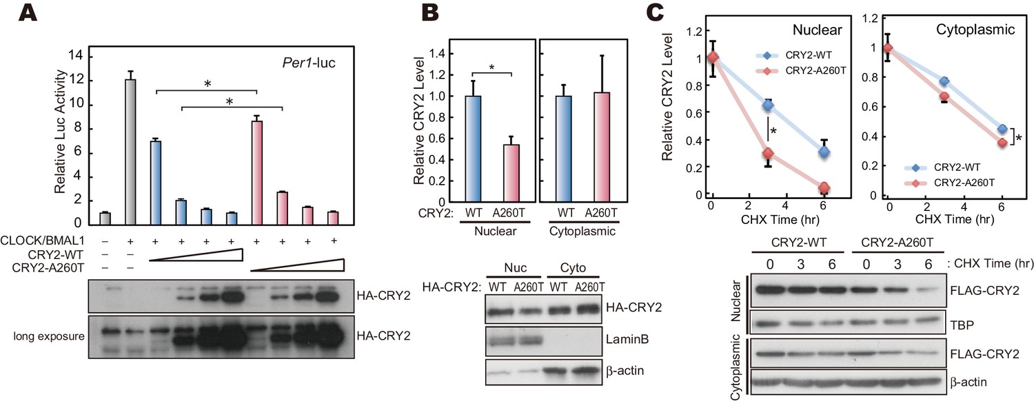 A Cryptochrome 2 Mutation Yields Advanced Sleep Phase In Humans Elife