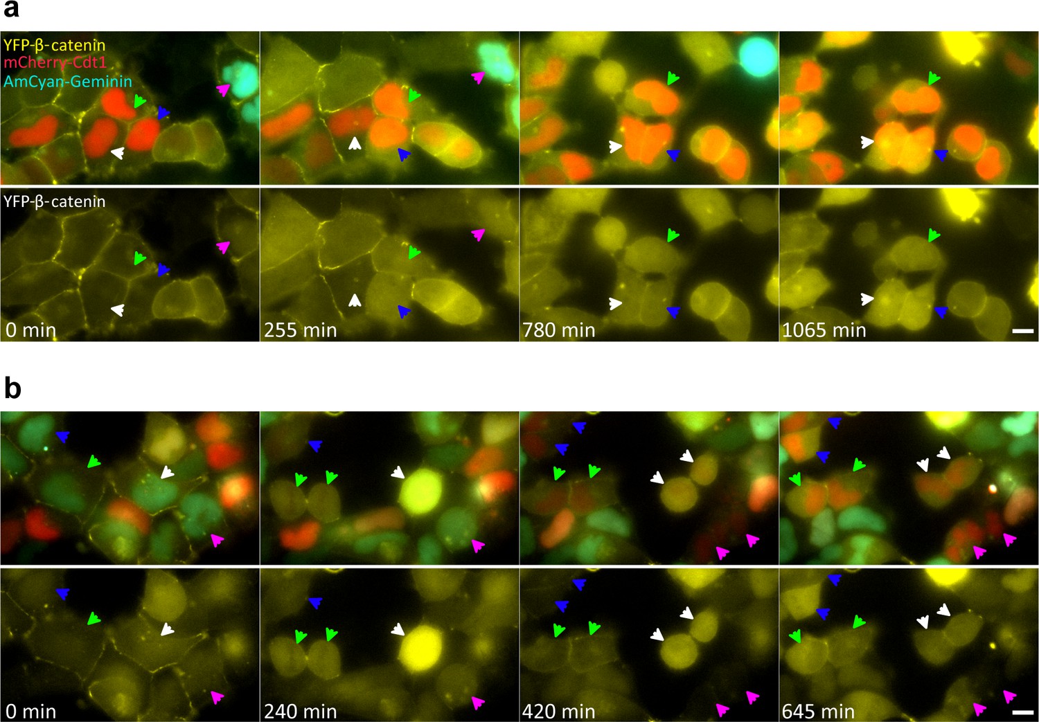 Figures and data in Quantifying β catenin subcellular dynamics and