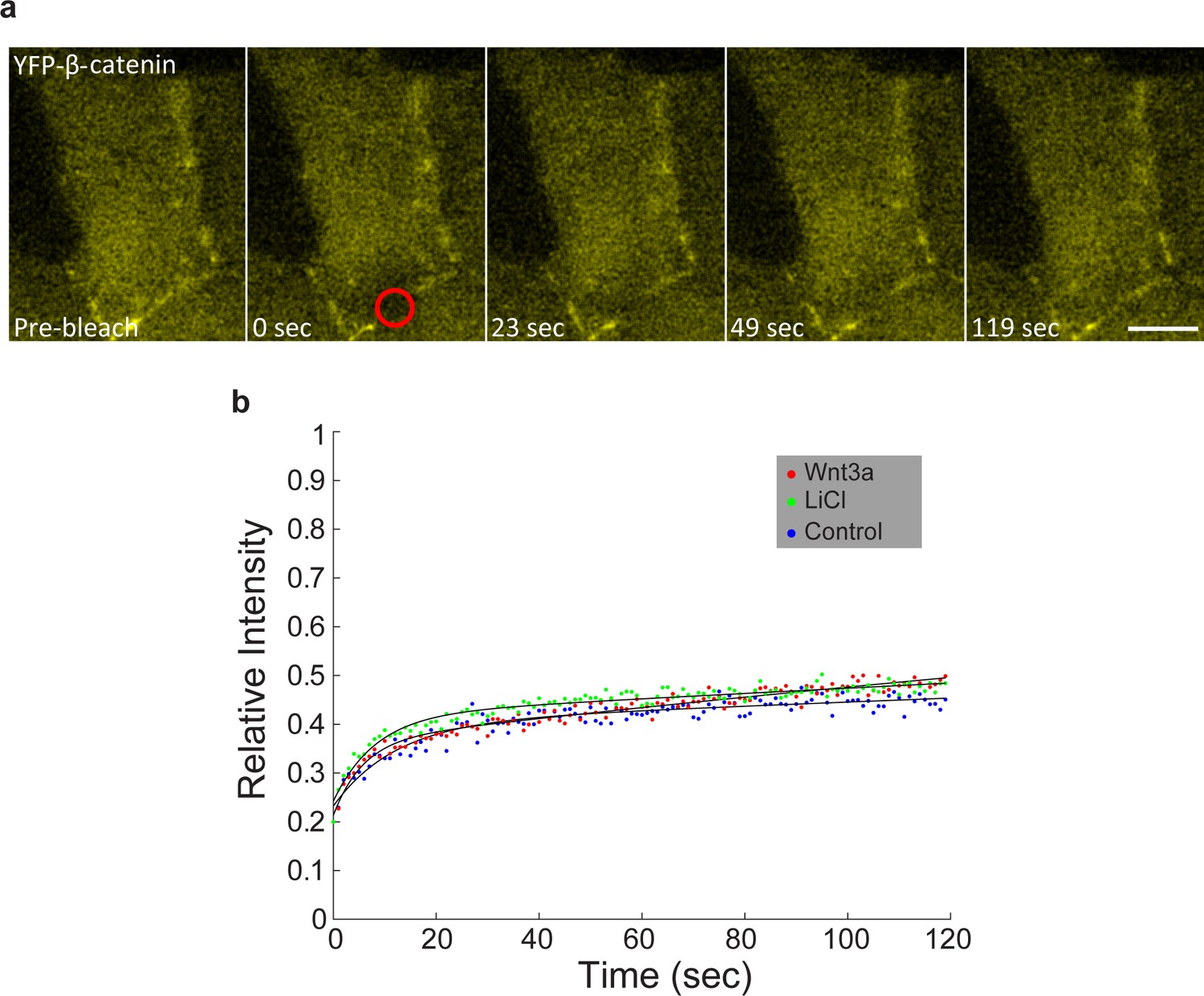 Figures and data in Quantifying β catenin subcellular dynamics and