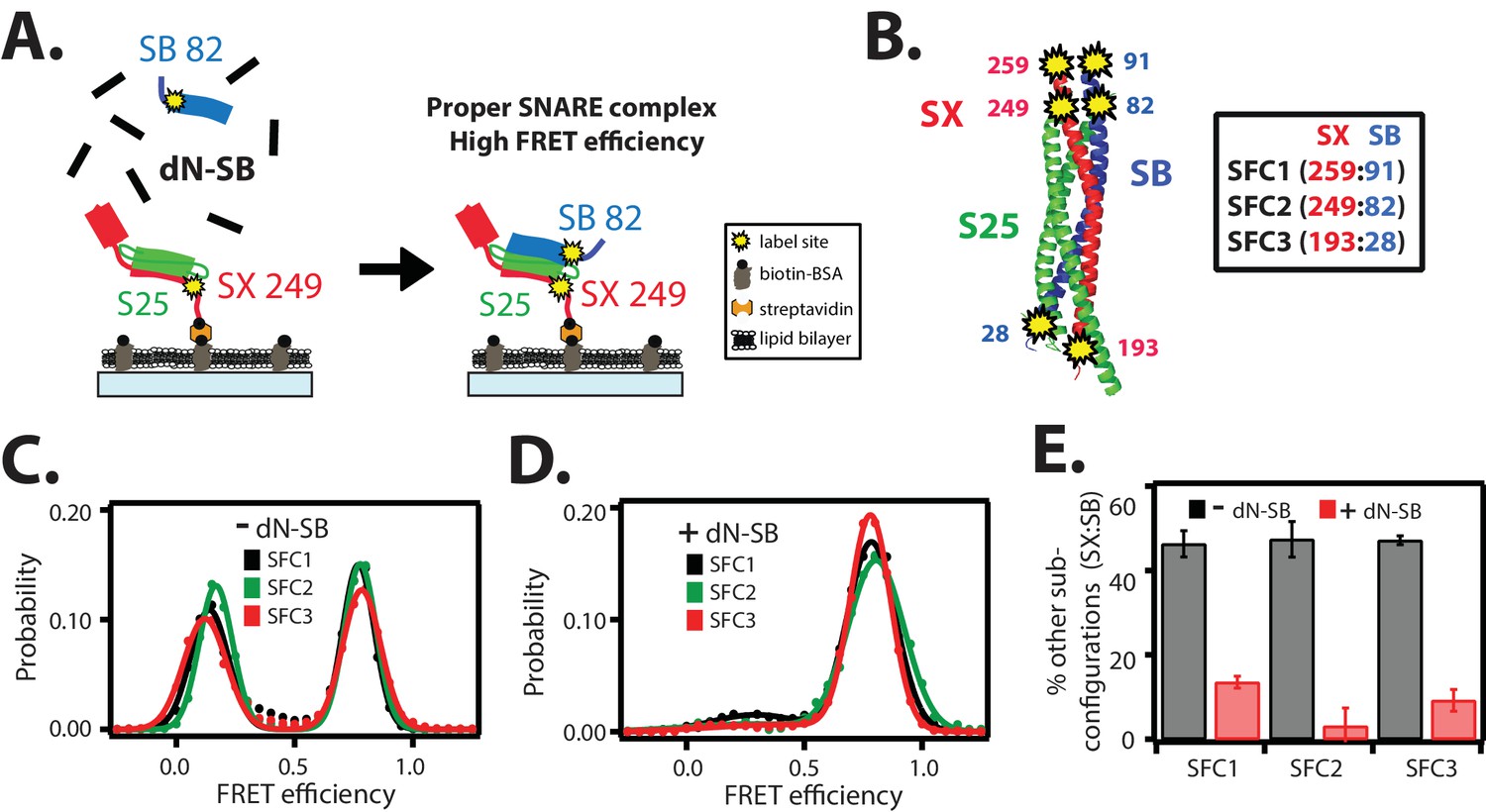 Complexin induces a conformational change at the membrane