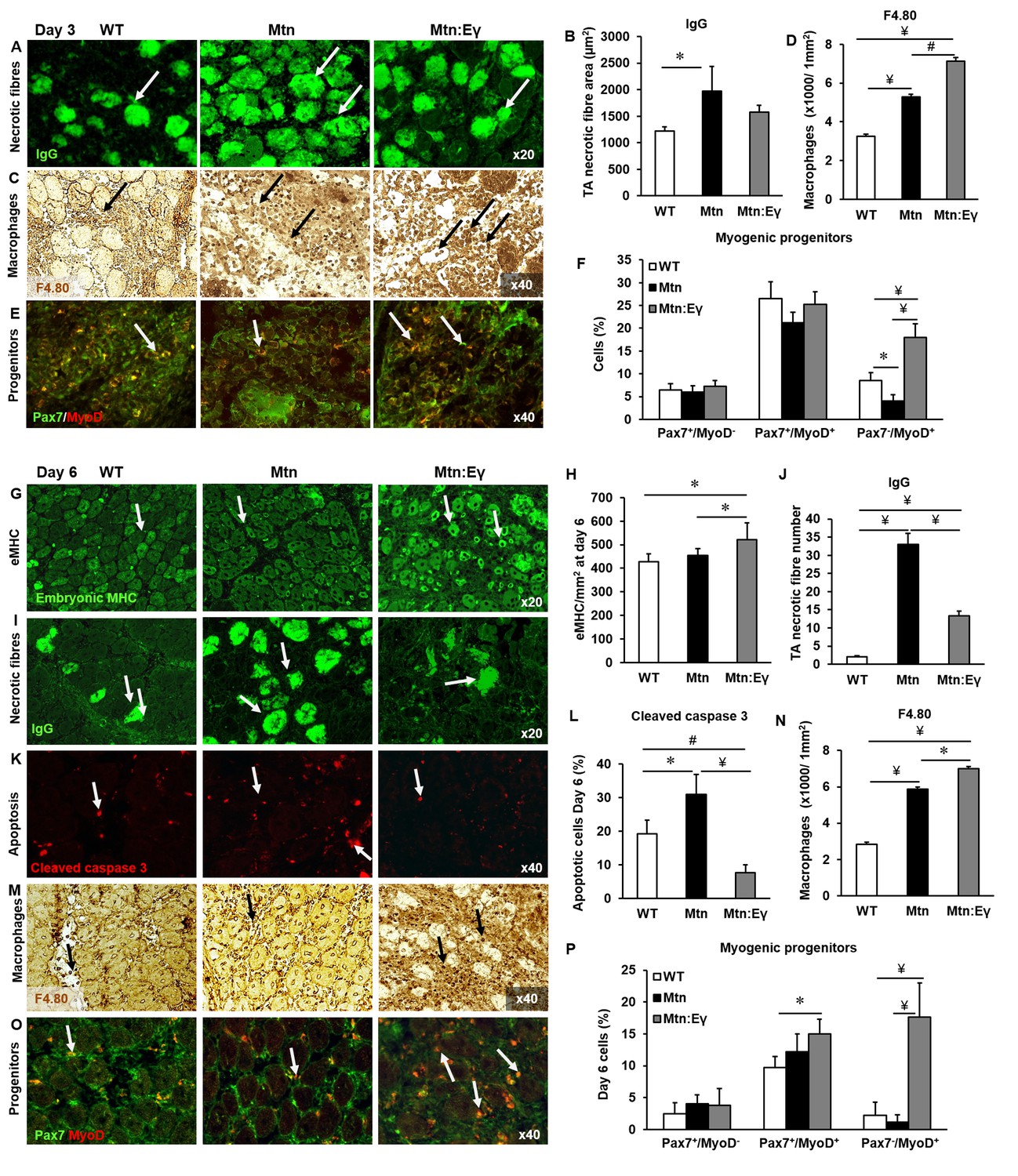Enhanced exercise and regenerative capacity in a mouse model