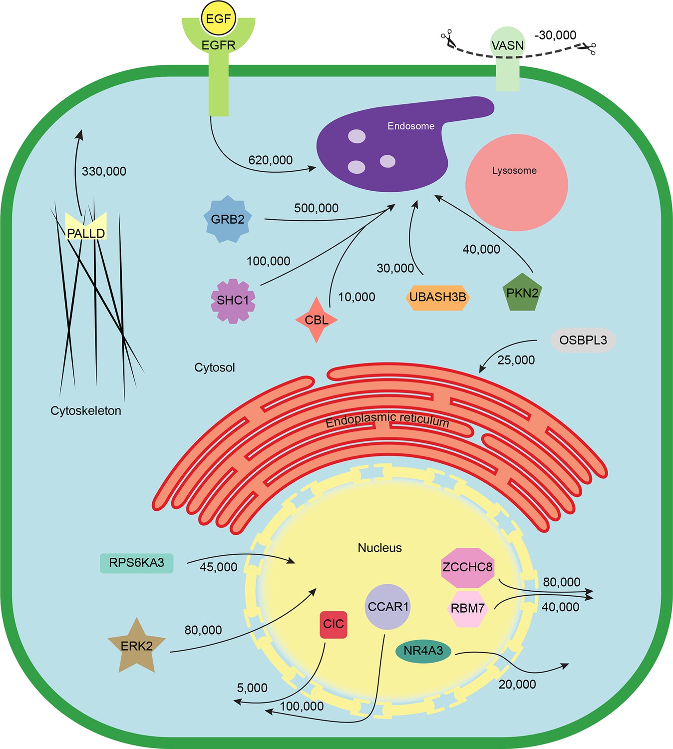 Global, Quantitative And Dynamic Mapping Of Protein Subcellular ...