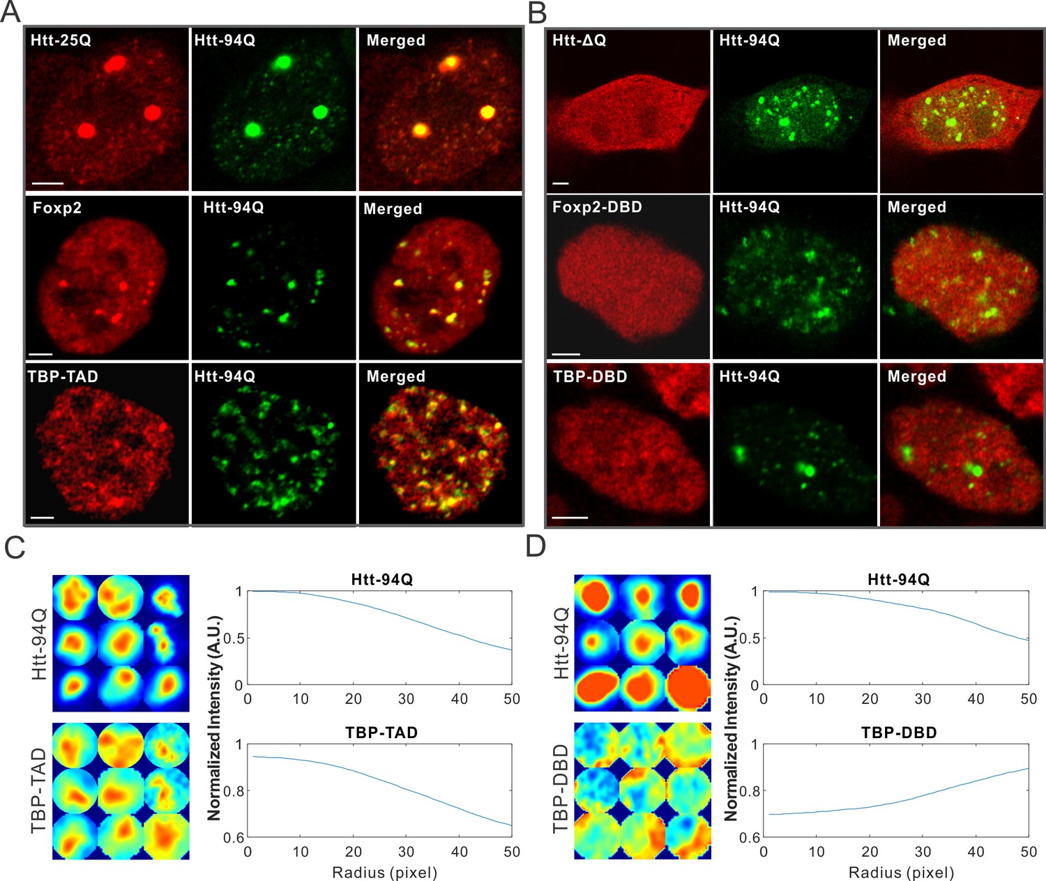 Real Time Imaging Of Huntingtin Aggregates Diverting Target Search And