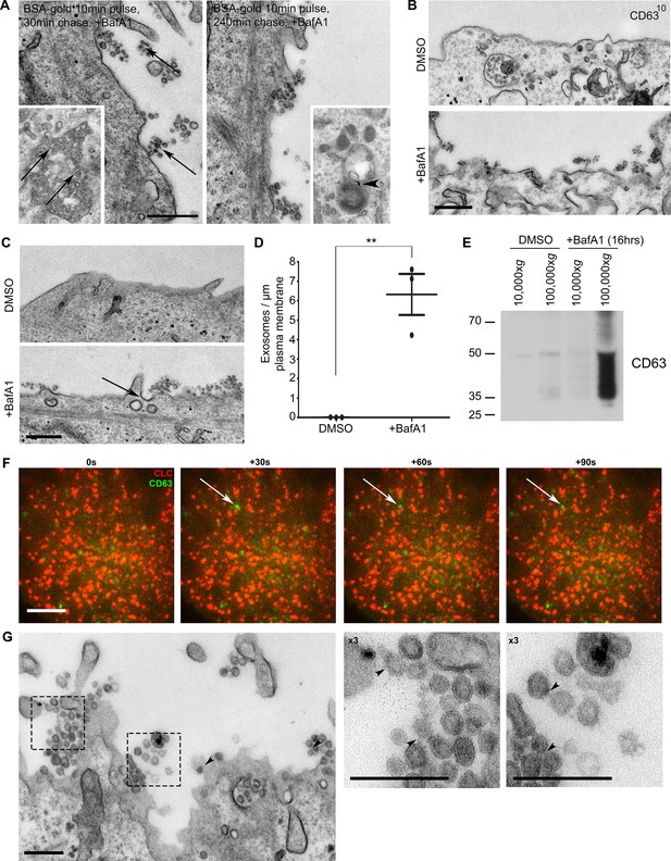 Figures and data in Tetherin is an exosomal tether | eLife