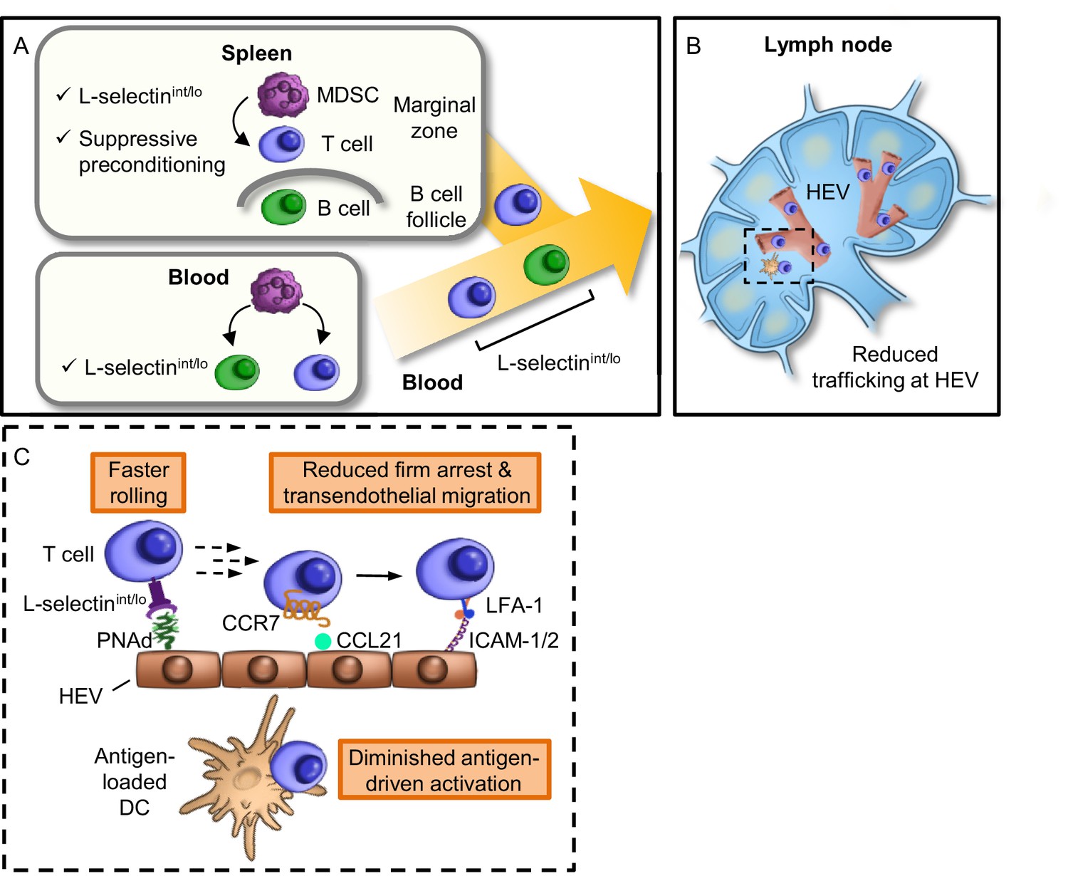 Figures and data in Tumor-induced MDSC act via remote control to ...