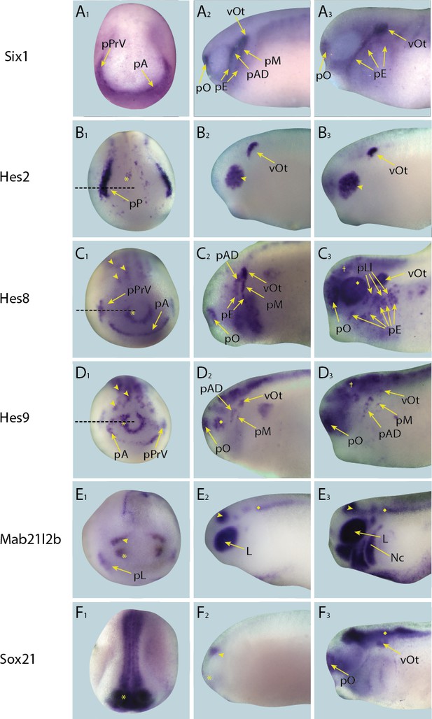 Figures and data in Dissecting the pre-placodal transcriptome to reveal ...