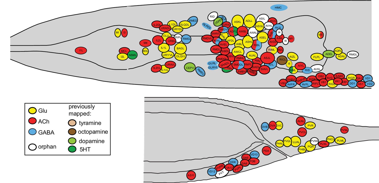 A cellular and regulatory map of the GABAergic nervous system of C ...