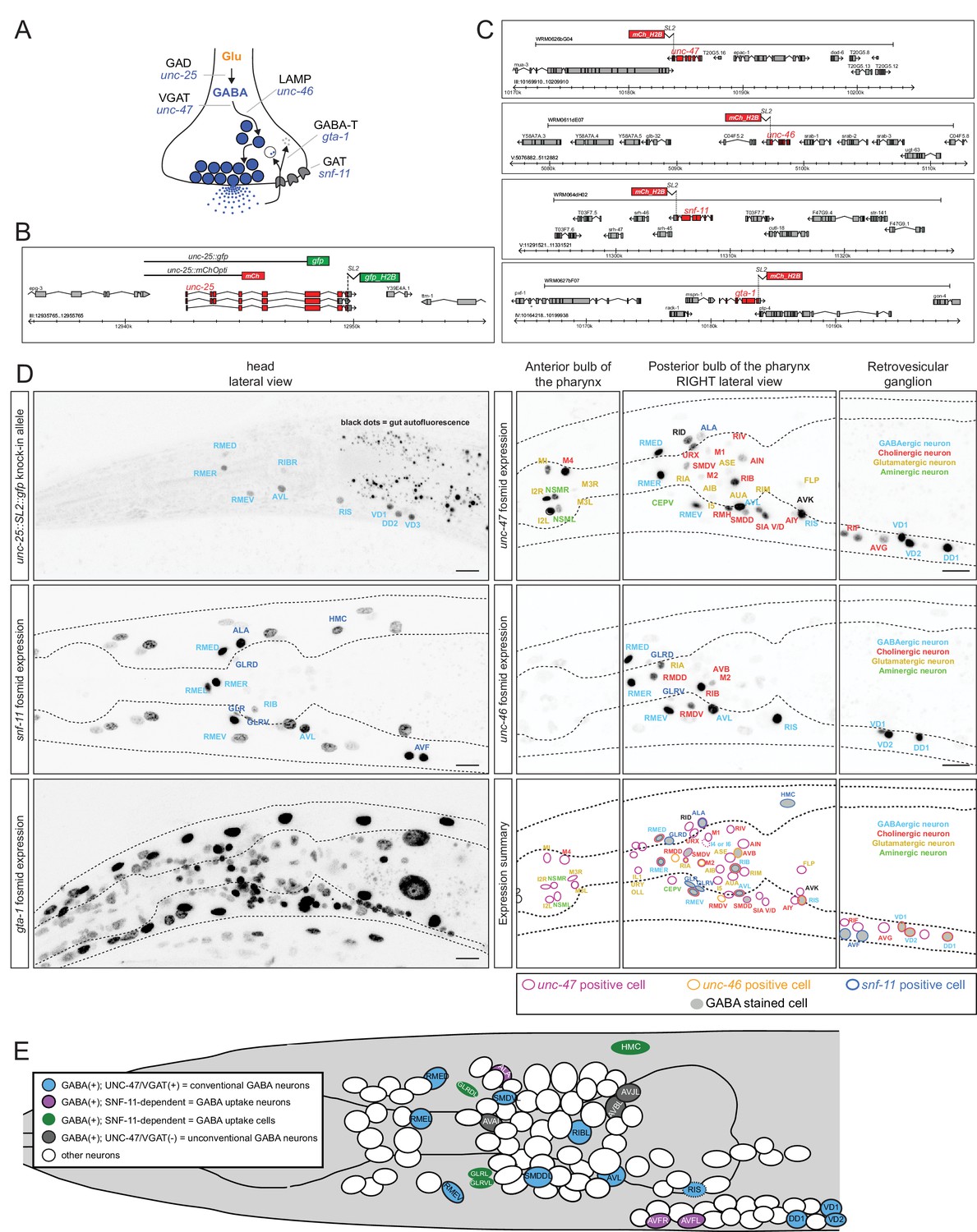 Figures And Data In A Cellular And Regulatory Map Of The Gabaergic Nervous System Of C Elegans