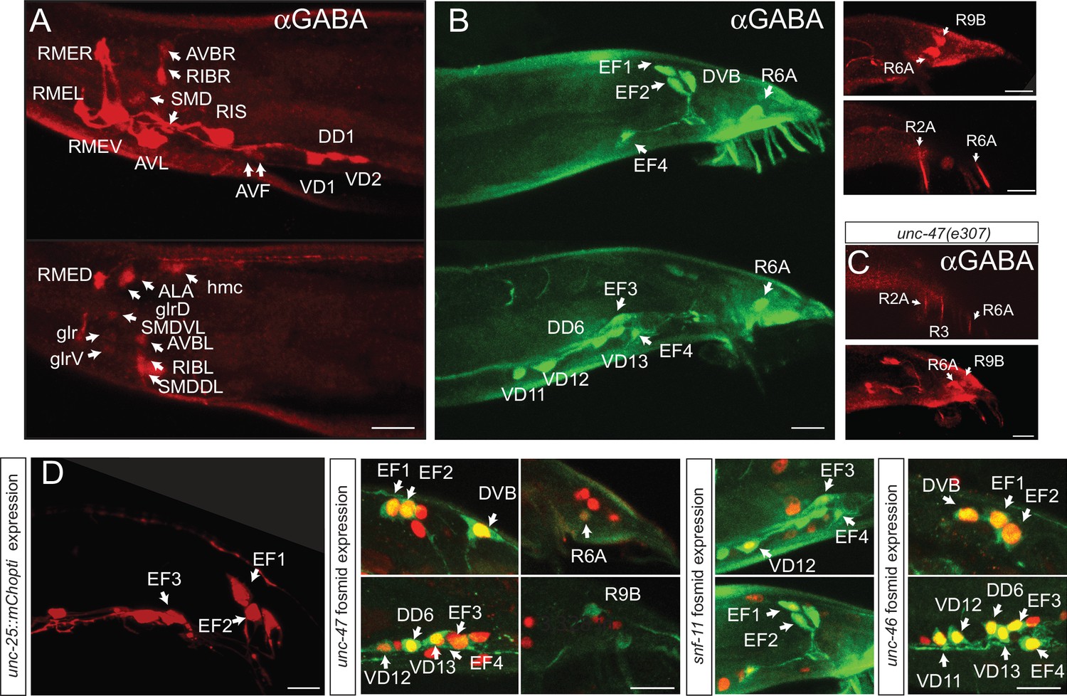 Figures And Data In A Cellular And Regulatory Map Of The Gabaergic Nervous System Of C Elegans