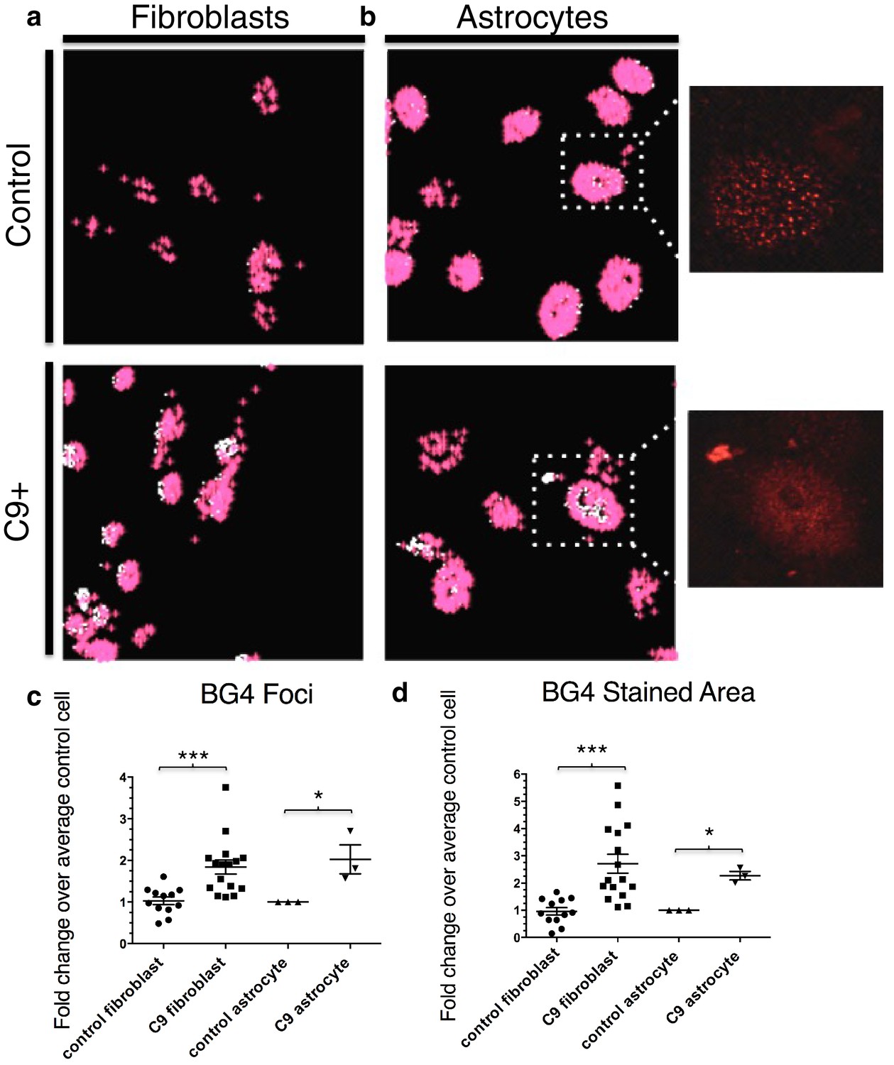 The C9ORF72 GGGGCC expansion forms RNA G-quadruplex