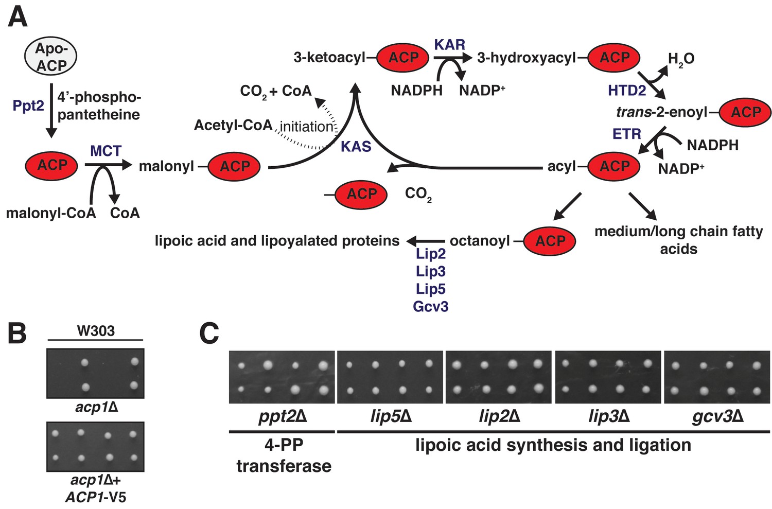 Figures and data in The mitochondrial acyl carrier protein (ACP ...