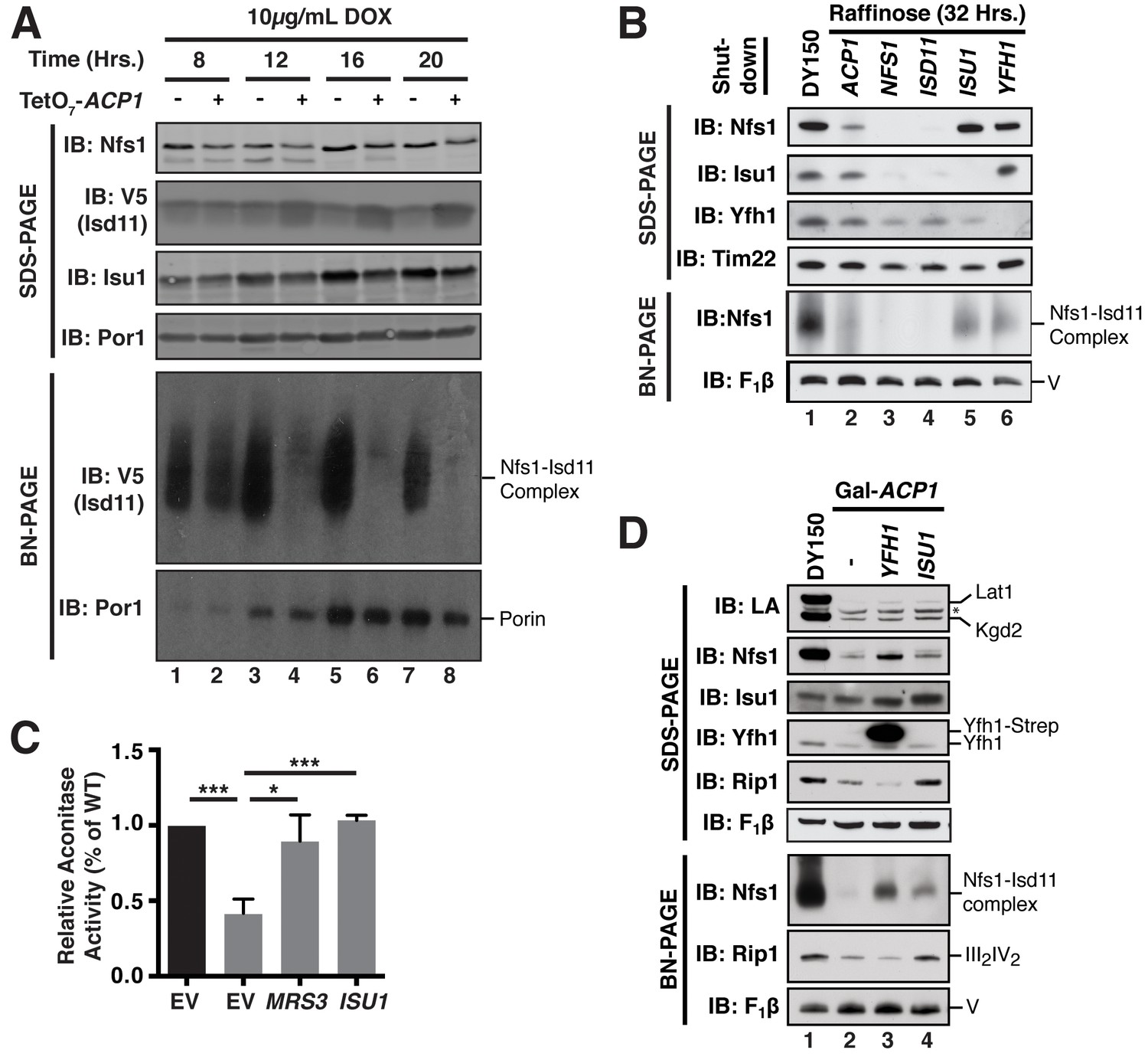 Figures and data in The mitochondrial acyl carrier protein
