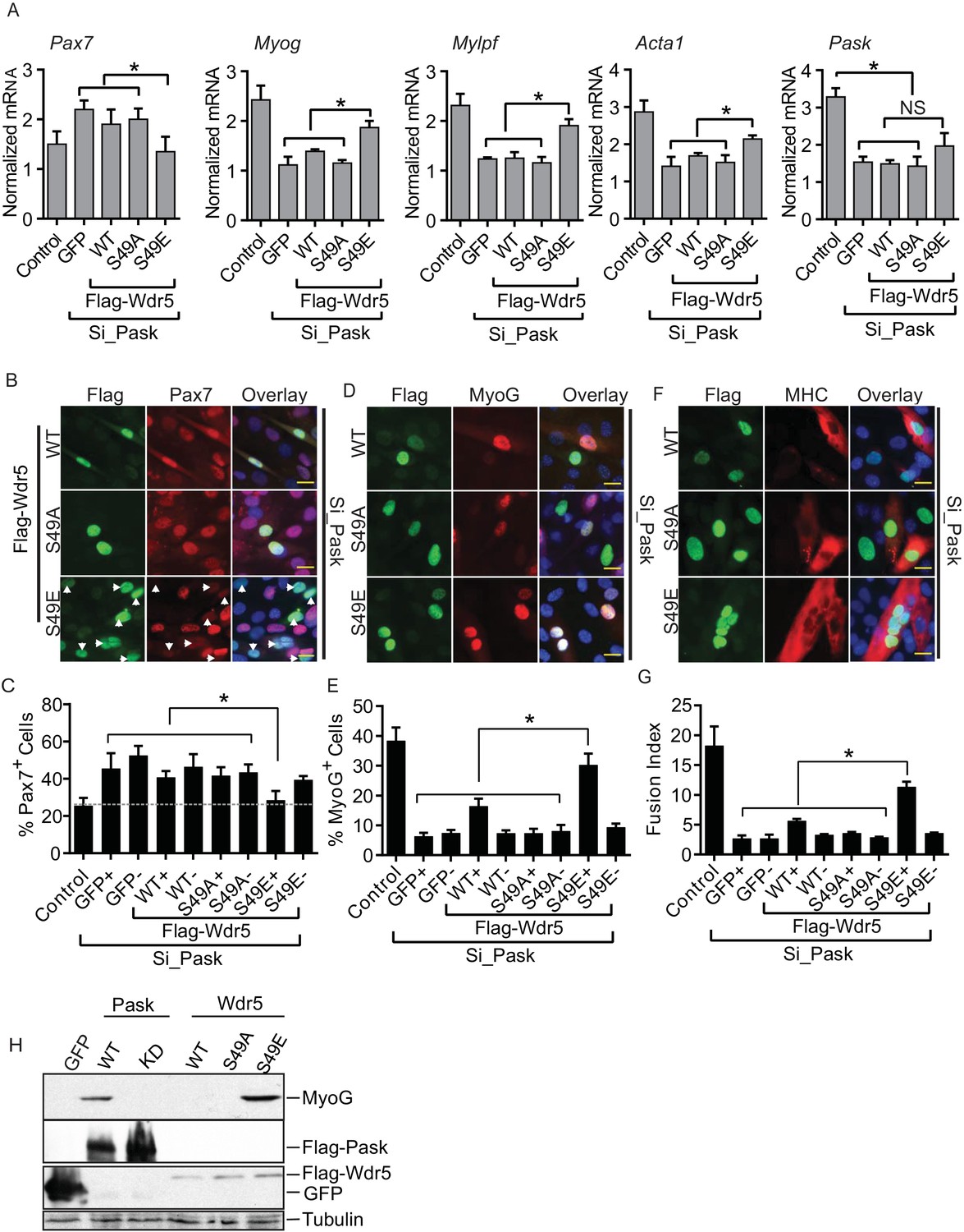 Pask integrates hormonal signaling with histone modification via Wdr5 ...