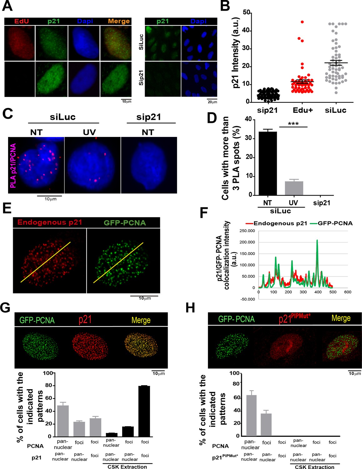 Cyclin Kinase-independent role of p21CDKN1A in the promotion of nascent ...