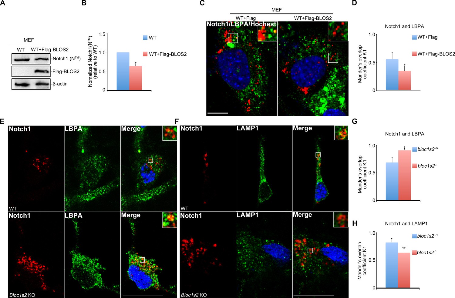 Figures and data in BLOS2 negatively regulates Notch signaling during ...