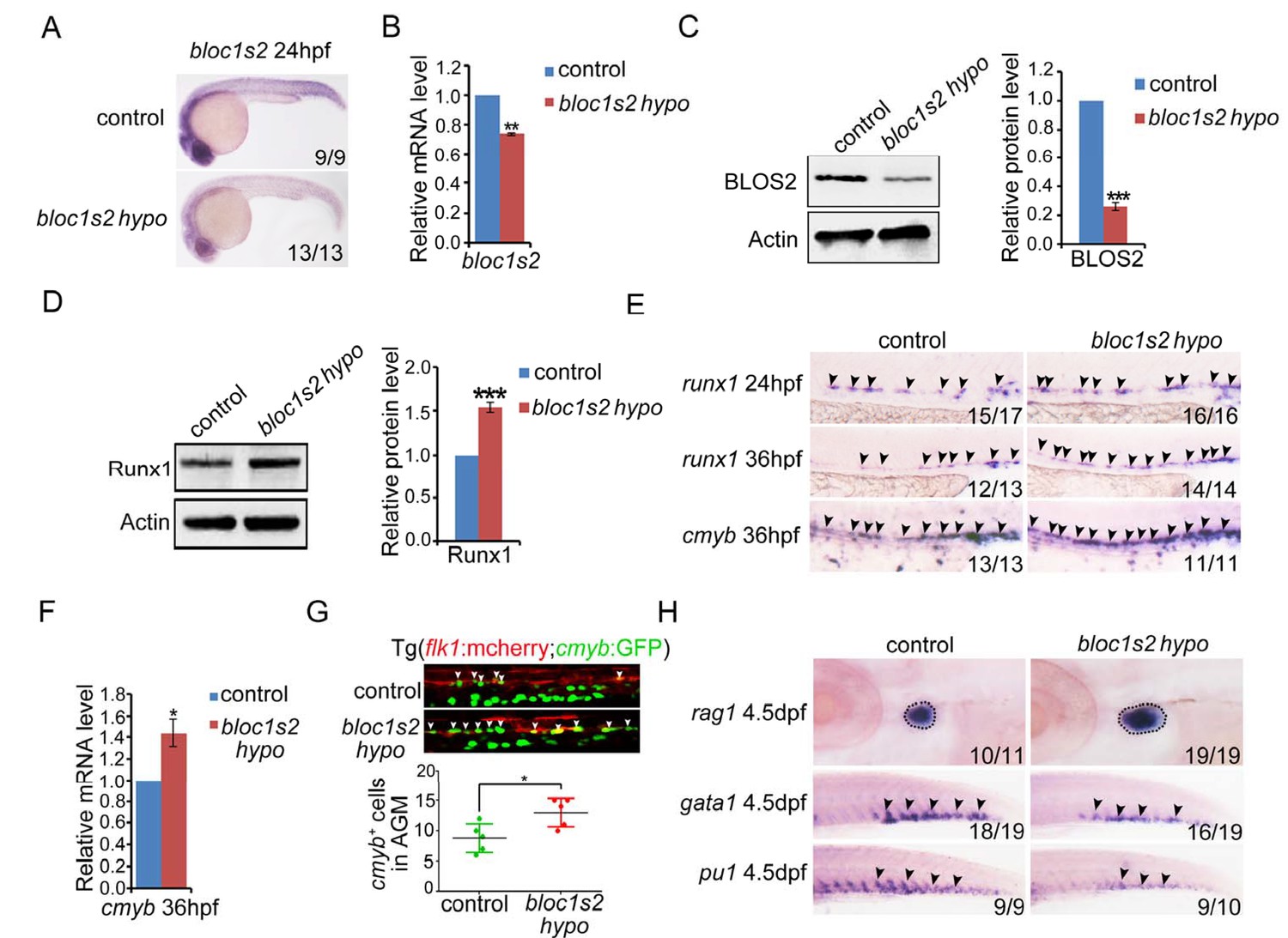 BLOS2 negatively regulates Notch signaling during neural and