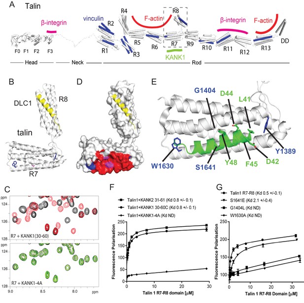 Figures and data in Talin-KANK1 interaction controls the recruitment of ...