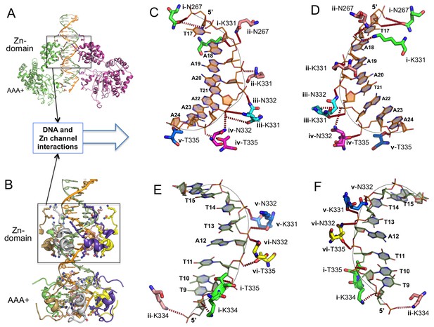 Figures and data in The structure of SV40 large T hexameric helicase in ...