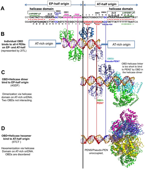 Figures and data in The structure of SV40 large T hexameric helicase in