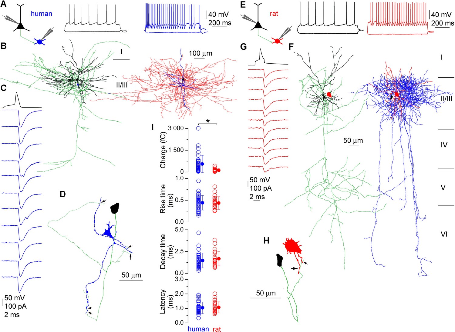 Human Pyramidal To Interneuron Synapses Are Mediated By Multi Vesicular