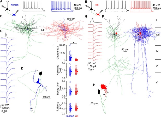 Figures and data in Human pyramidal to interneuron synapses are ...