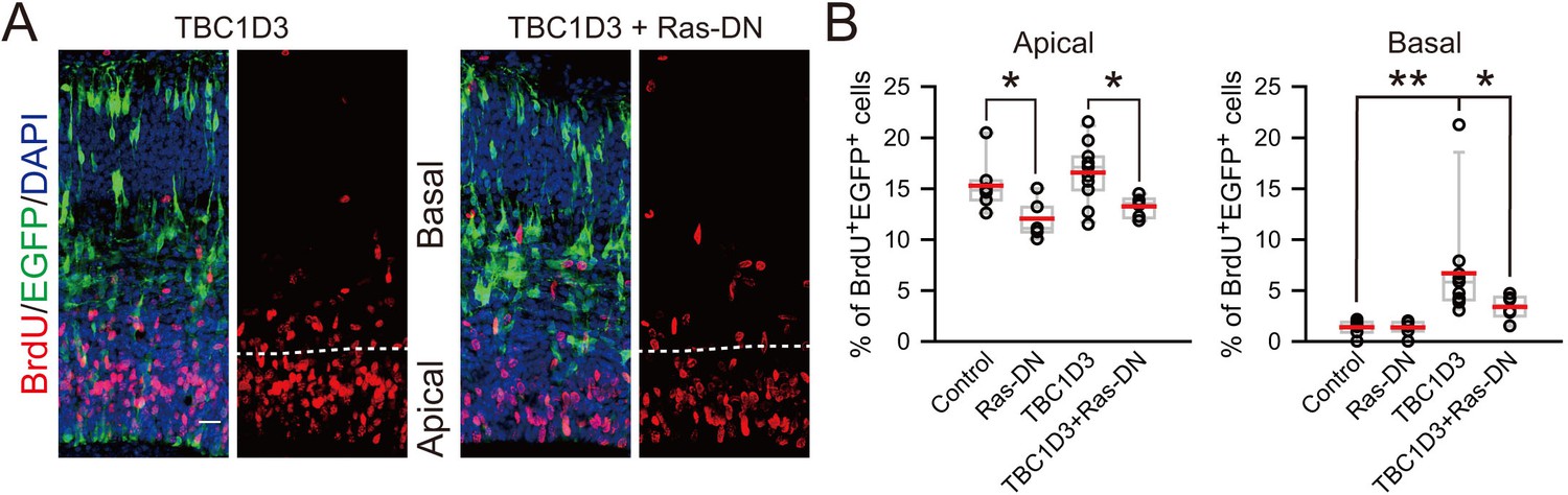 Figures and data in The hominoid-specific gene TBC1D3 promotes ...