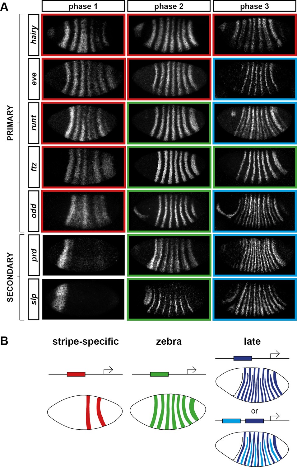 Figures And Data In Odd Paired Controls Frequency Doubling In