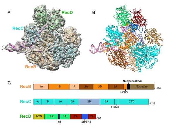 Mechanism For Nuclease Regulation In RecBCD | ELife