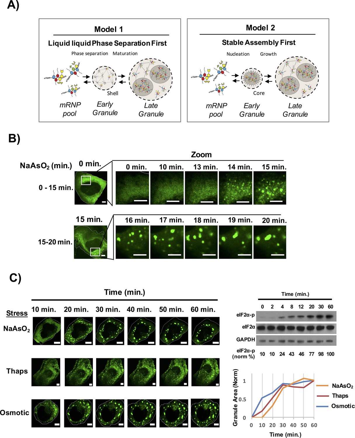 Figures and data in Distinct stages in stress granule assembly and ...