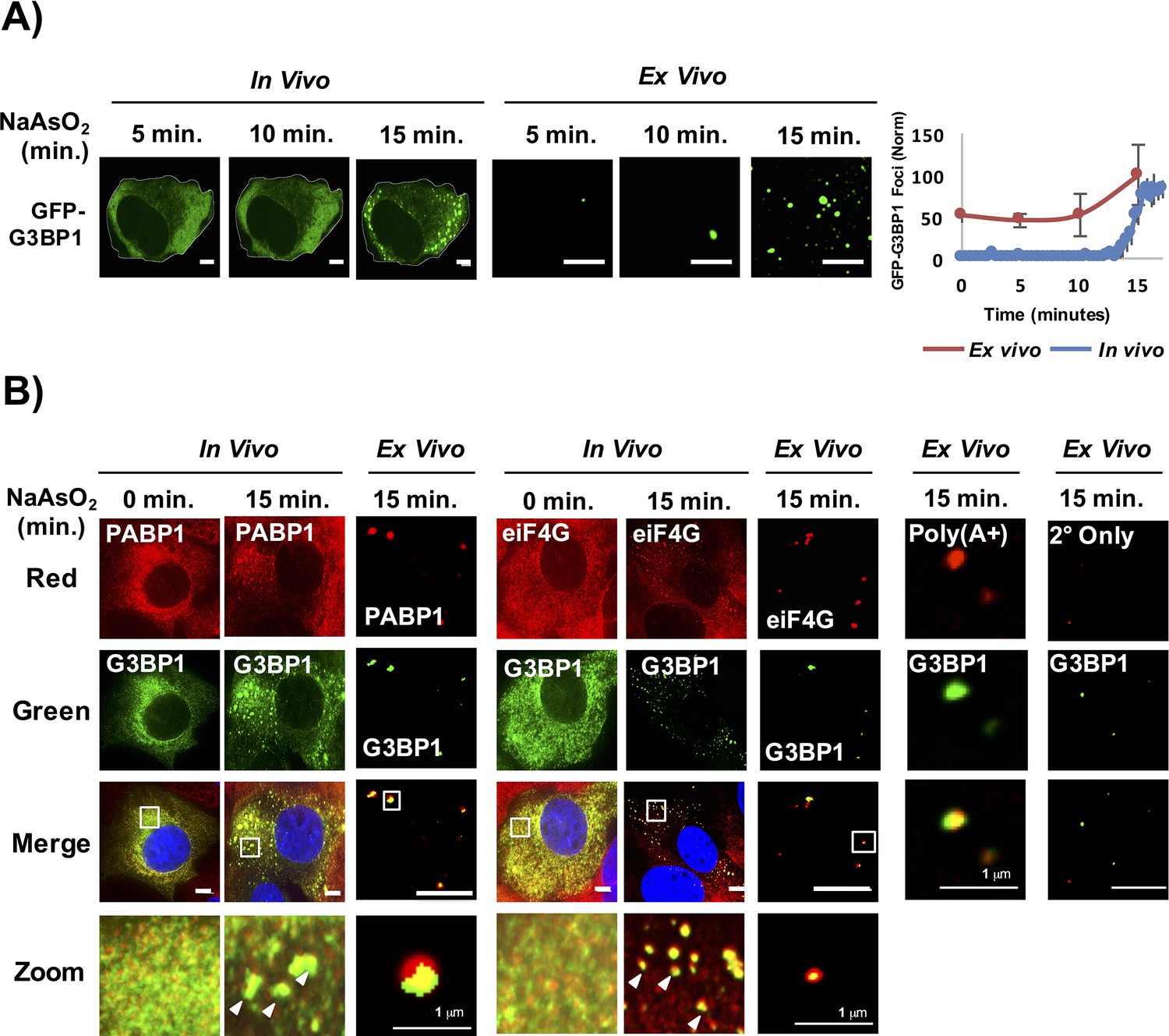 Figures And Data In Distinct Stages In Stress Granule Assembly And