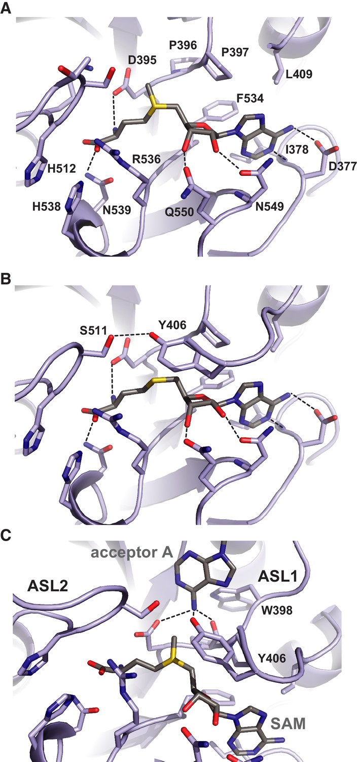 Figures And Data In Structural Insights Into The Molecular Mechanism Of