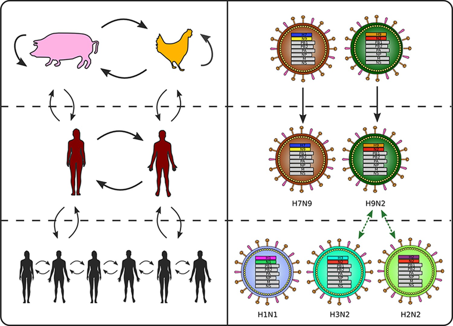 Science Forum Viral Factors In Influenza Pandemic Risk Assessment Elife
