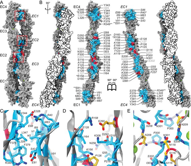 Figures and data in Structural determinants of adhesion by ...