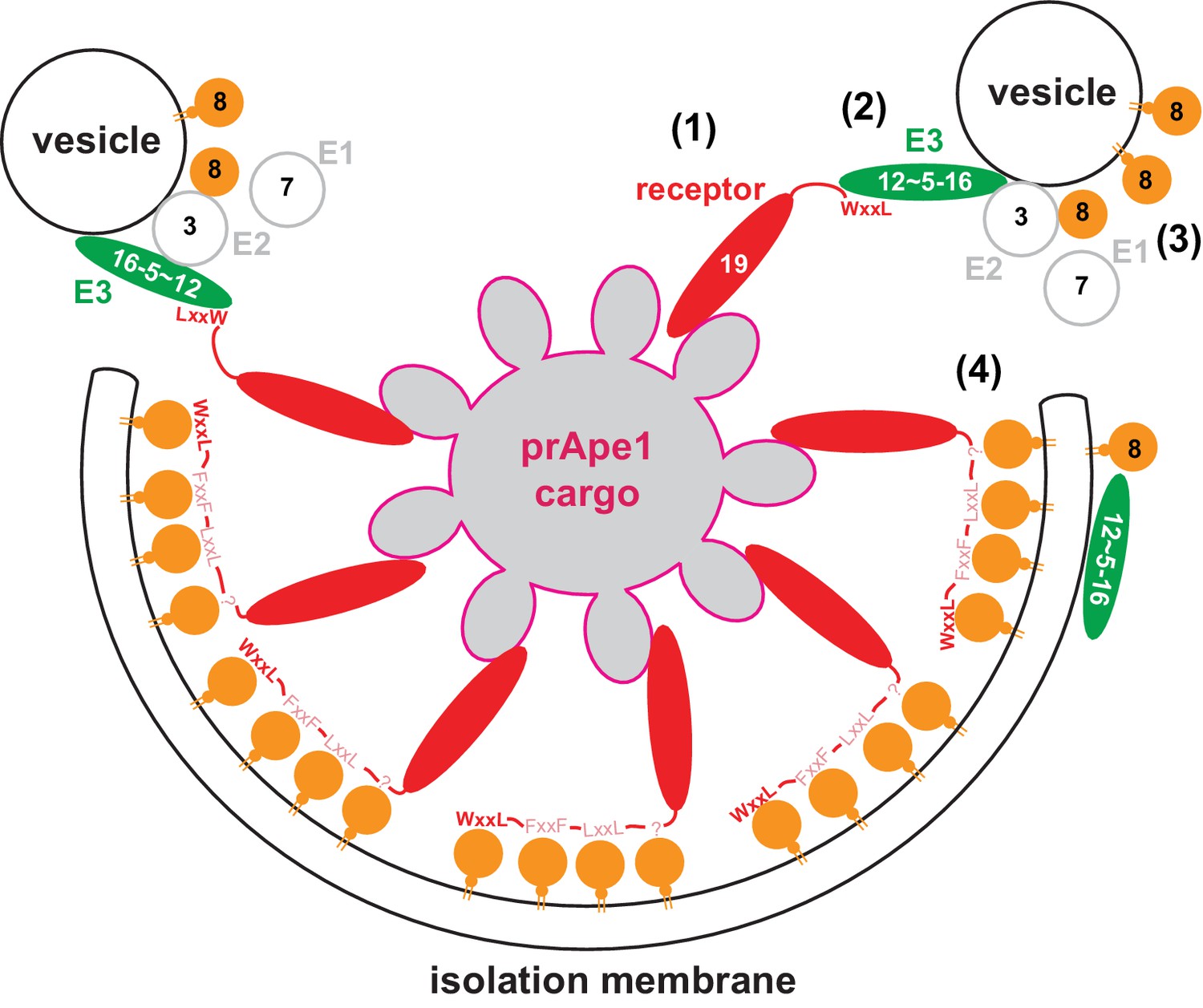 Mechanism Of Cargo Directed Atg Conjugation During Selective Autophagy