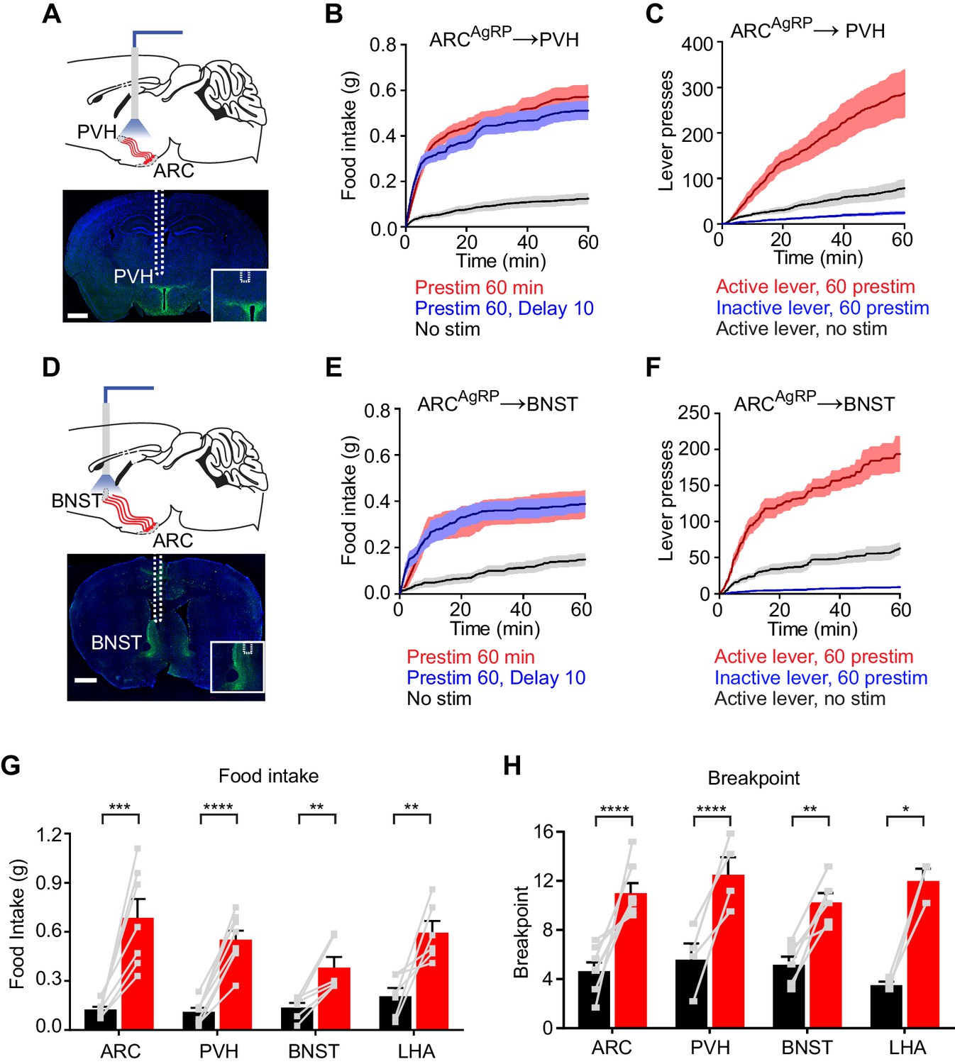 Figures And Data In Hunger Neurons Drive Feeding Through A Sustained ...