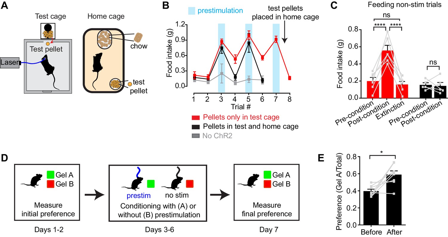 Figures And Data In Hunger Neurons Drive Feeding Through A Sustained ...